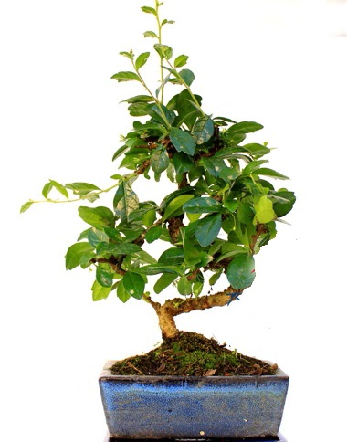 Bonsai Minyat�r A�a� Bonzai S G�vde  T�rkiye �i�ek sat��� 