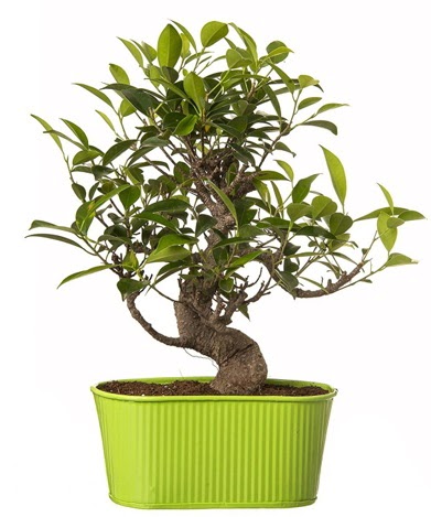 Ficus S g�vdeli muhte�em bonsai  T�rkiye �i�ek�i telefonlar� 