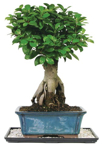 Bonsai Ginsing Grafted Ficus Bonsai  Trkiye gvenli kaliteli hzl iek 