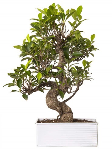 Exotic Green S Gvde 6 Year Ficus Bonsai  Trkiye kaliteli taze ve ucuz iekler 