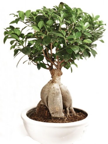 Ginseng bonsai japon aac ficus ginseng  Trkiye iek maazas , ieki adresleri 