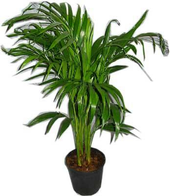  T�rkiye cicekciler , cicek siparisi  Areca palm  