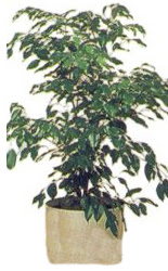  T�rkiye ucuz �i�ek g�nder  Ficus benjamin 