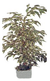  T�rkiye cicek , cicekci  Ficus starlight  