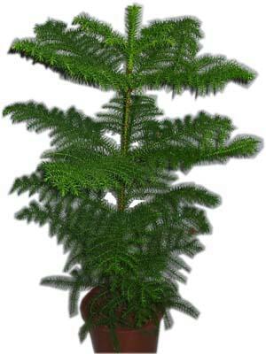  T�rkiye hediye sevgilime hediye �i�ek  Araucaria 