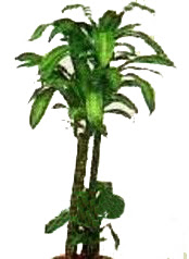  T�rkiye �i�ek servisi , �i�ek�i adresleri  Dracaena massengena