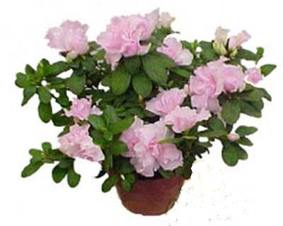  T�rkiye cicekciler , cicek siparisi  Rhodendron latince A�elya 
