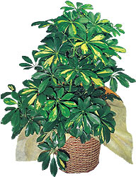  T�rkiye ucuz �i�ek g�nder  Schefflera gold 