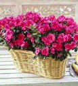  T�rkiye �i�ek g�nderme  Iki adet a�elya sepette