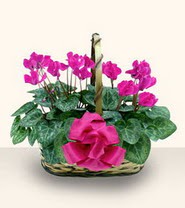  T�rkiye �i�ek sipari�i sitesi  Double Cyclamen sepette