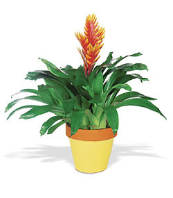  T�rkiye �i�ek�iler  Exotic Bromeliad ithal saksi