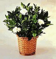  T�rkiye internetten �i�ek sipari�i  Gardenia Plant ithal saksi