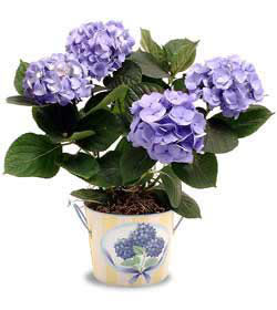  T�rkiye �i�ek sipari�i vermek  Hydrangea Plant ortanca