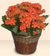  T�rkiye cicekciler , cicek siparisi  Large Kalanchoe in Basket