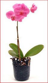  T�rkiye uluslararas� �i�ek g�nderme  Phalaenopsis Orchid Plant