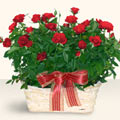  T�rkiye �i�ek ma�azas� , �i�ek�i adresleri  11 adet kirmizi g�l sepette