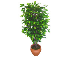 Ficus Benjamin 1,50 cm   T�rkiye �i�ek sipari�i vermek 