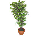 Ficus �zel Starlight 1,75 cm   T�rkiye �i�ek sipari�i sitesi 