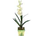 zel Yapay Orkide Beyaz   Trkiye iek online iek siparii 