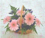 gerbera �i�eklerinde sepet   T�rkiye g�venli kaliteli h�zl� �i�ek 