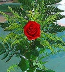 1 adet kirmizi g�l buketi   T�rkiye hediye �i�ek yolla 