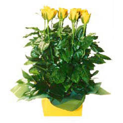 11 adet sari g�l aranjmani  T�rkiye �i�ek online �i�ek sipari�i 