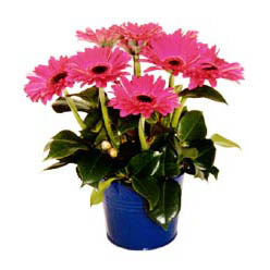 vazo i�erisinde gerbera �i�ekleri   T�rkiye �i�ek�i ma�azas� 