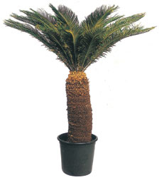  T�rkiye �i�ek yolla  CYCAS ORTA B�Y�KL�KTE