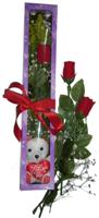  T�rkiye ucuz �i�ek g�nder  3 adet canli g�l ve oyuncak ayicik