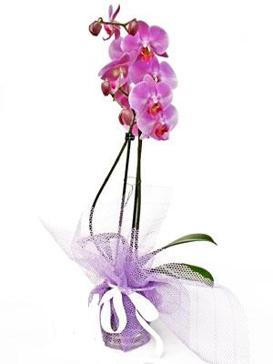  Trkiye iek siparii vermek  Kaliteli ithal saksida orkide