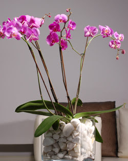  Trkiye ieki telefonlar  2 dal orkide cam yada mika vazo ierisinde