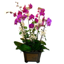  Trkiye iek siparii sitesi  4 adet orkide iegi