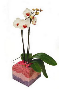  Trkiye iekiler  tek dal cam yada mika vazo ierisinde orkide