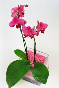  Trkiye iek gnderme  tek dal cam yada mika vazo ierisinde orkide