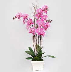  Trkiye internetten iek sat  2 adet orkide - 2 dal orkide
