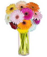  T�rkiye ucuz �i�ek g�nder  Farkli renklerde 15 adet gerbera �i�egi
