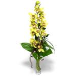  Trkiye iek maazas , ieki adresleri  cam vazo ierisinde tek dal canli orkide