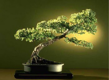 ithal bonsai saksi �i�egi  T�rkiye �i�ek g�nderme 