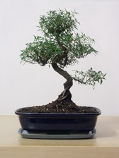 ithal bonsai saksi �i�egi  T�rkiye hediye �i�ek yolla 