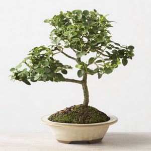 ithal bonsai saksi iegi  Trkiye cicek , cicekci 