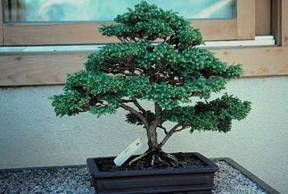 ithal bonsai saksi �i�egi  T�rkiye internetten �i�ek sipari�i 
