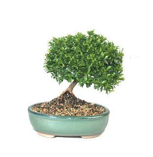 ithal bonsai saksi iegi  Trkiye internetten iek sat 