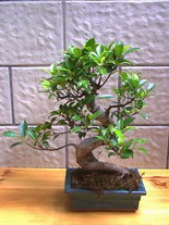 ithal bonsai saksi iegi  Trkiye online iek gnderme sipari 