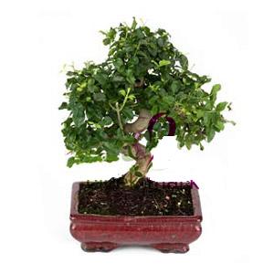 ithal bonsai saksi �i�egi  T�rkiye �i�ek sipari�i vermek 