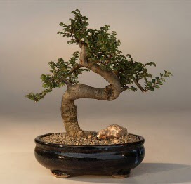 ithal bonsai saksi �i�egi  T�rkiye internetten �i�ek sipari�i 