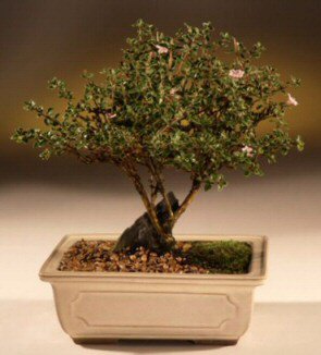 ithal bonsai saksi �i�egi  T�rkiye uluslararas� �i�ek g�nderme 