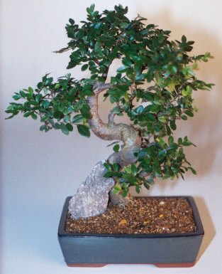 T�rkiye kaliteli taze ve ucuz �i�ekler  ithal bonsai saksi �i�egi  T�rkiye �i�ek�i telefonlar� 