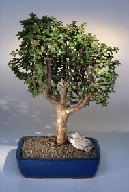  T�rkiye yurti�i ve yurtd��� �i�ek sipari�i  ithal bonsai saksi �i�egi  T�rkiye �i�ek , �i�ek�i , �i�ek�ilik 