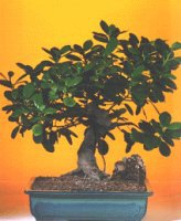  T�rkiye online �i�ek�i , �i�ek sipari�i  ithal bonsai saksi �i�egi  T�rkiye ucuz �i�ek g�nder 