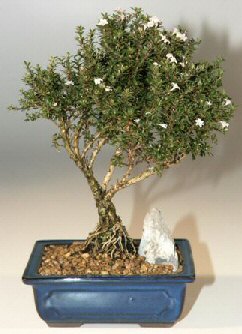  T�rkiye �nternetten �i�ek sipari�i  ithal bonsai saksi �i�egi  T�rkiye �i�ek�i ma�azas� 